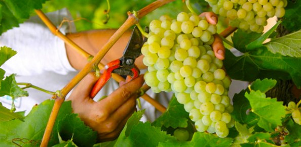 r_ruta_vino_penedes_o